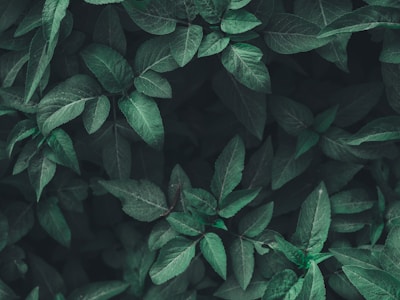 mongodb 备份与恢复